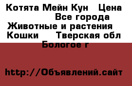 Котята Мейн Кун › Цена ­ 15 000 - Все города Животные и растения » Кошки   . Тверская обл.,Бологое г.